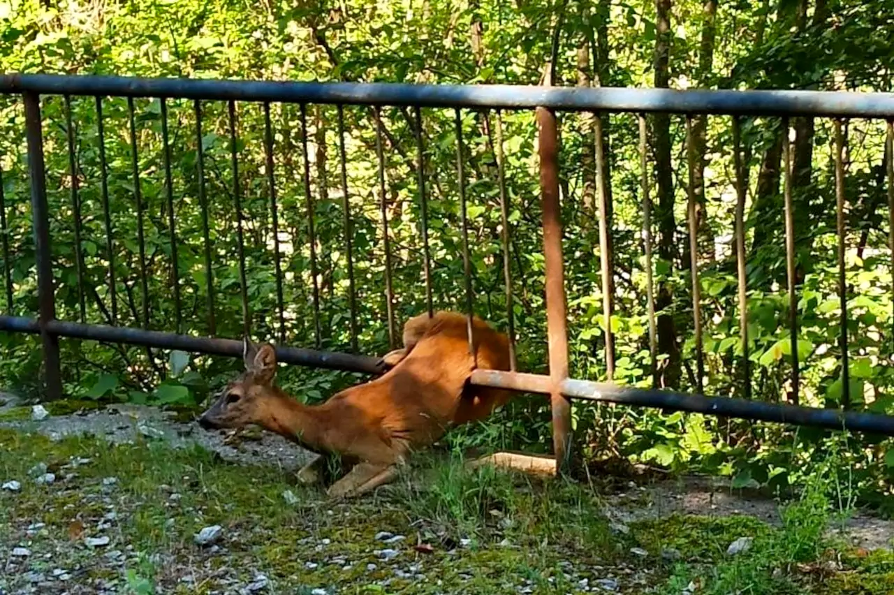 Il capriolo rimasto incastato nel parapetto della Ciclovia Alpe Adria