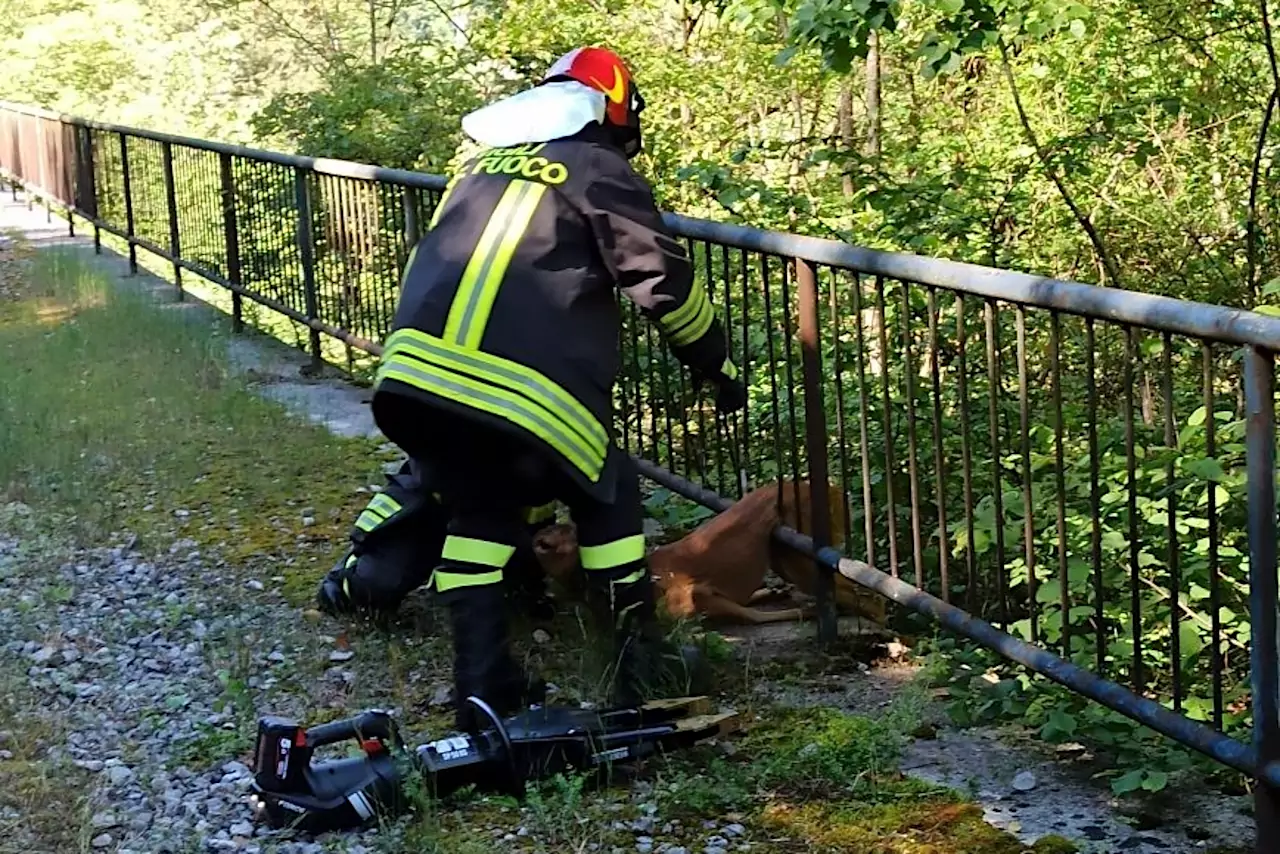 I vigili del fuoco si prodigano per liberare l'animale