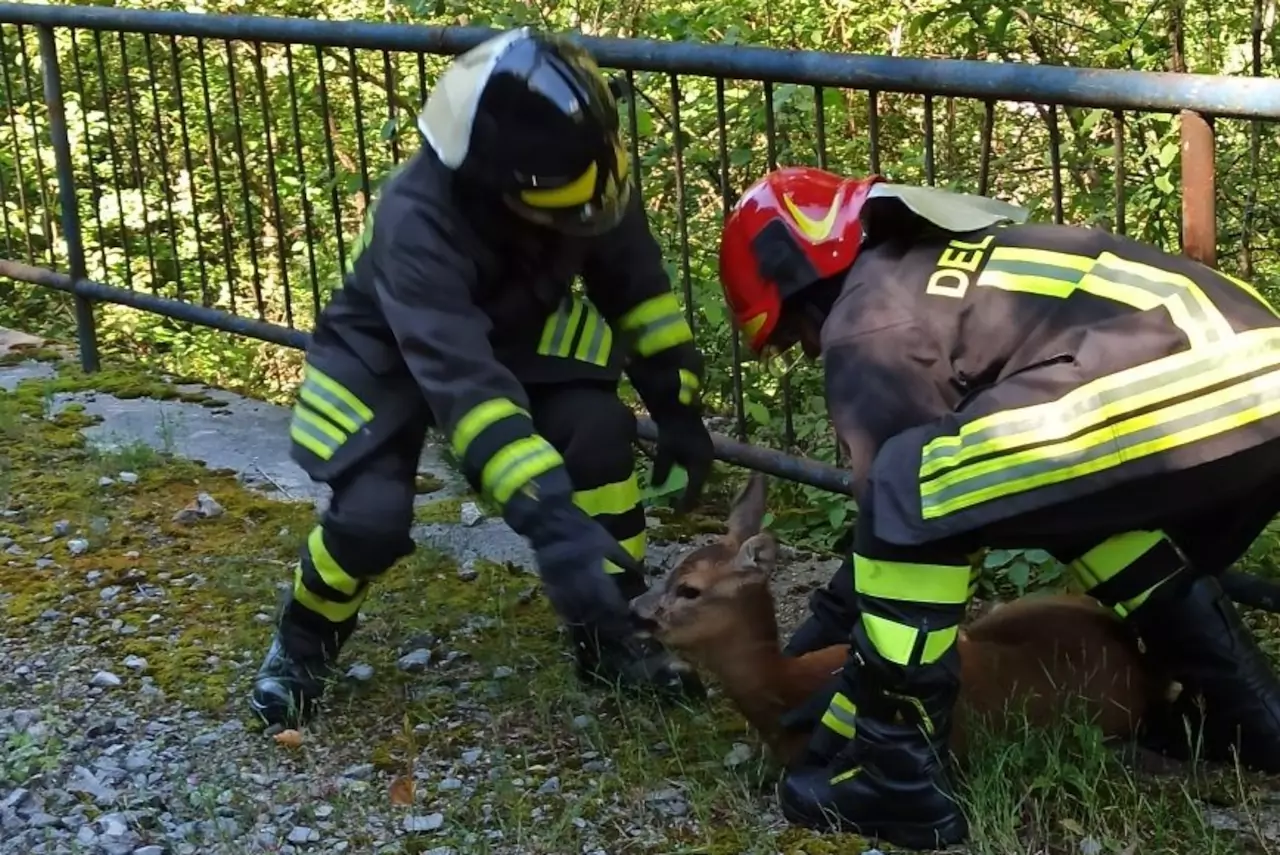 Un'altra immagine delle operazioni per liberare il capriolo